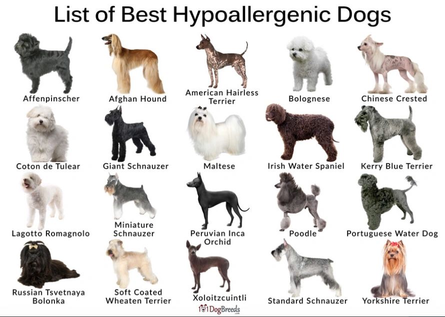 What's the hot sale best hypoallergenic dog